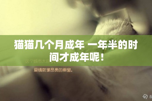 貓貓幾個月成年 一年半的時間才成年呢！