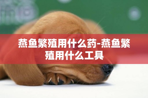 燕魚繁殖用什么藥-燕魚繁殖用什么工具
