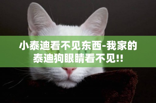 小泰迪看不見東西-我家的泰迪狗眼睛看不見!!