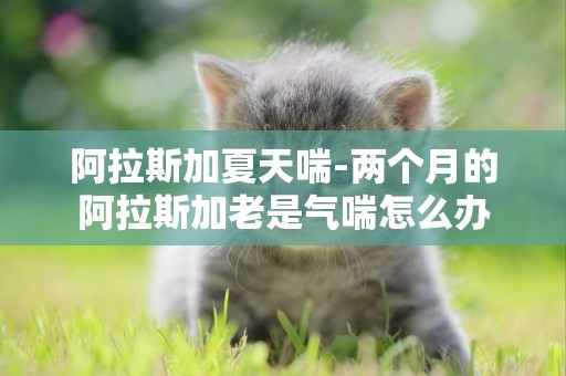 阿拉斯加夏天喘-兩個月的阿拉斯加老是氣喘怎么辦