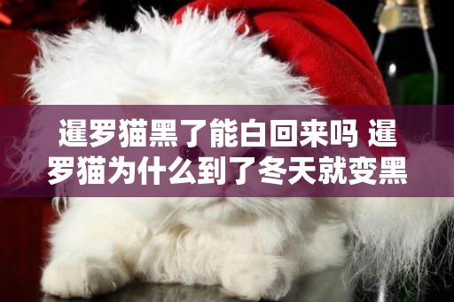 暹羅貓黑了能白回來嗎 暹羅貓為什么到了冬天就變黑？