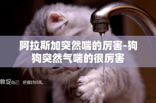 阿拉斯加突然喘的厲害-狗狗突然氣喘的很厲害