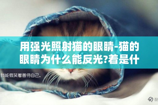 用強光照射貓的眼睛-貓的眼睛為什么能反光?著是什么原理?有什么作用?