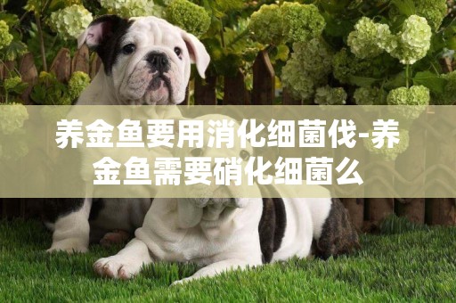 養金魚要用消化細菌伐-養金魚需要硝化細菌么