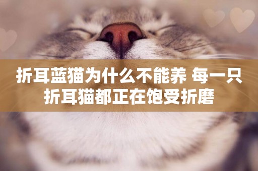 折耳藍貓為什么不能養 每一只折耳貓都正在飽受折磨 折耳藍貓為什么不能養 每一只折耳貓都正在飽受折磨
