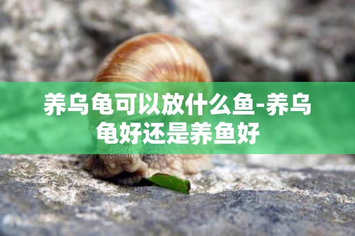 養烏龜可以放什么魚-養烏龜好還是養魚好