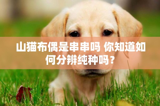 山貓布偶是串串嗎 你知道如何分辨純種嗎？