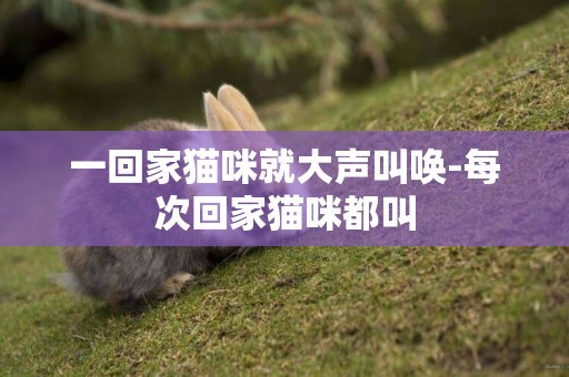 一回家貓咪就大聲叫喚-每次回家貓咪都叫