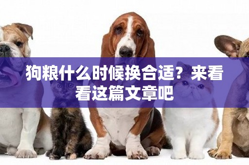 狗糧什么時候換合適？來看看這篇文章吧