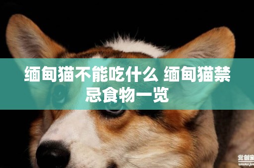 緬甸貓不能吃什么 緬甸貓禁忌食物一覽