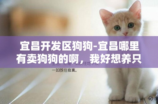 宜昌開發區狗狗-宜昌哪里有賣狗狗的啊，我好想養只狗狗，要小小的那種，可愛的。要便宜點哦