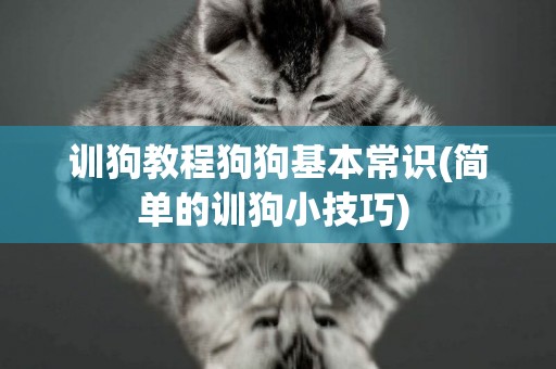 訓狗教程狗狗基本常識(簡單的訓狗小技巧) 