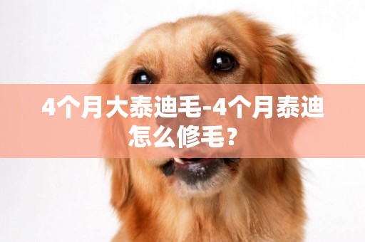 4個月大泰迪毛-4個月泰迪怎么修毛？