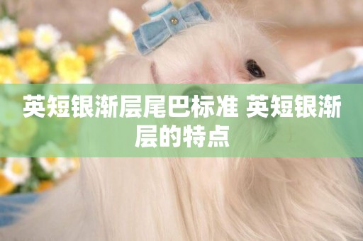 英短銀漸層尾巴標準 英短銀漸層的特點