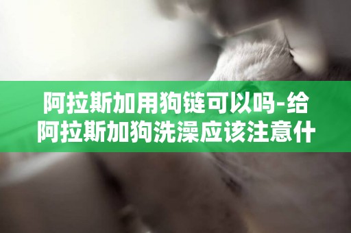 阿拉斯加用狗鏈可以嗎-給阿拉斯加狗洗澡應該注意什么？