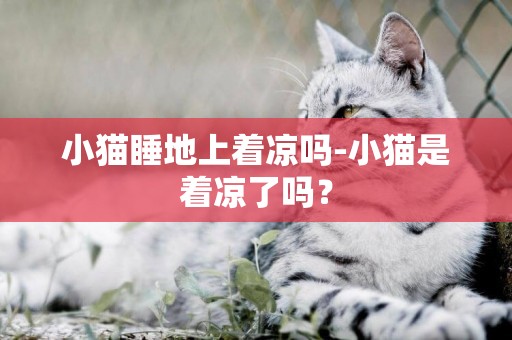 小貓睡地上著涼嗎-小貓是著涼了嗎？