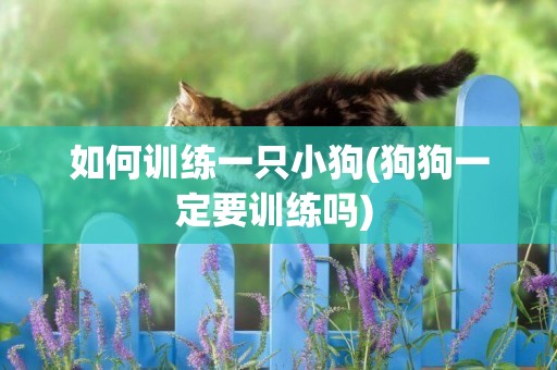 如何訓練一只小狗(狗狗一定要訓練嗎) 