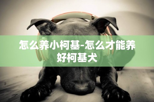 怎么養小柯基-怎么才能養好柯基犬