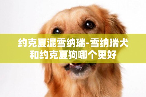約克夏混雪納瑞-雪納瑞犬和約克夏狗哪個更好