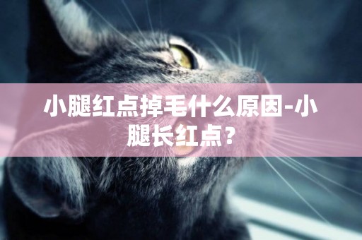 小腿紅點掉毛什么原因-小腿長紅點？