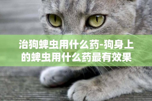 治狗蜱蟲用什么藥-狗身上的蜱蟲用什么藥最有效果