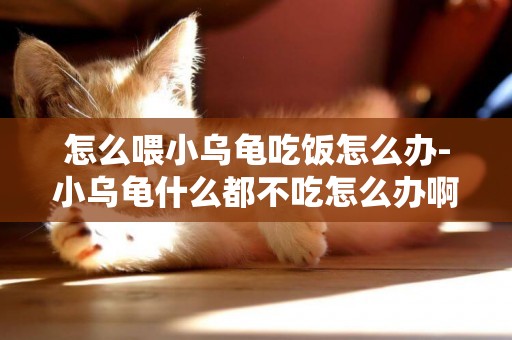 怎么喂小烏龜吃飯怎么辦-小烏龜什么都不吃怎么辦啊？