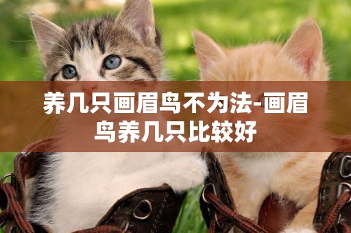養幾只畫眉鳥不為法-畫眉鳥養幾只比較好
