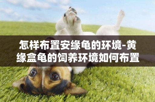 怎樣布置安緣龜的環境-黃緣盒龜的飼養環境如何布置