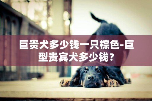 巨貴犬多少錢一只棕色-巨型貴賓犬多少錢？