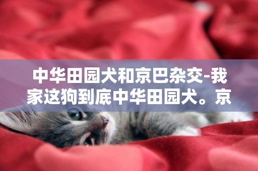 中華田園犬和京巴雜交-我家這狗到底中華田園犬。京巴，還是串串狗。好糾結！