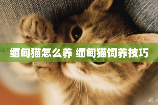 緬甸貓怎么養 緬甸貓飼養技巧