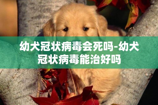 幼犬冠狀病毒會死嗎-幼犬冠狀病毒能治好嗎