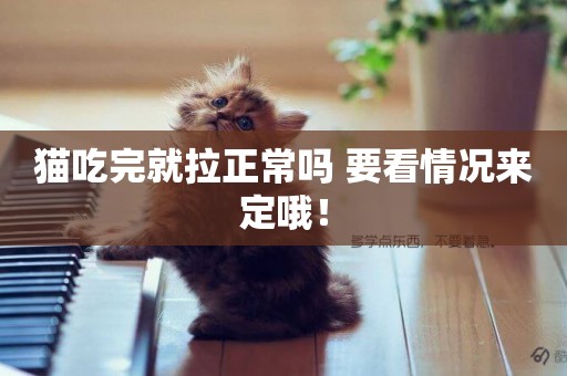 貓吃完就拉正常嗎 要看情況來定哦！