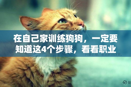 在自己家訓練狗狗，一定要知道這4個步驟，看看職業訓犬師怎么說 
