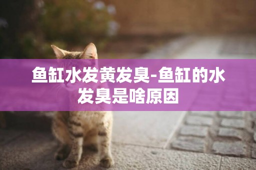 魚缸水發黃發臭-魚缸的水發臭是啥原因
