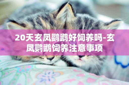 20天玄鳳鸚鵡好飼養嗎-玄鳳鸚鵡飼養注意事項