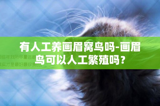 有人工養畫眉窩鳥嗎-畫眉鳥可以人工繁殖嗎？