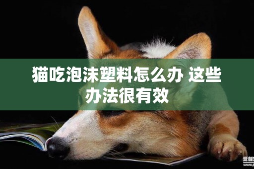 貓吃泡沫塑料怎么辦 這些辦法很有效 貓吃泡沫塑料怎么辦 這些辦法很有效