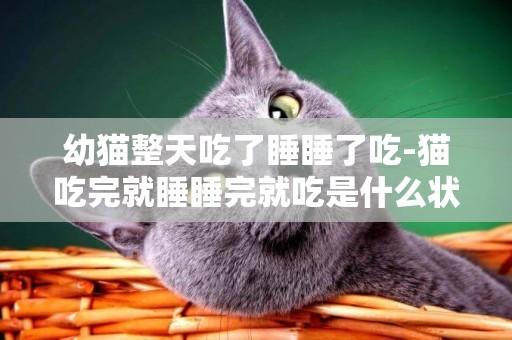 幼貓整天吃了睡睡了吃-貓吃完就睡睡完就吃是什么狀況