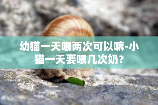 幼貓一天喂兩次可以嘛-小貓一天要喂幾次奶？
