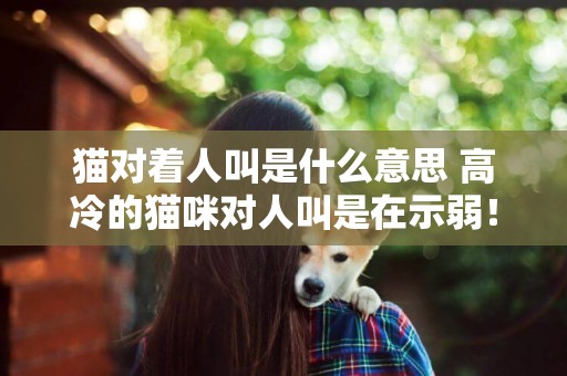 貓對著人叫是什么意思 高冷的貓咪對人叫是在示弱！