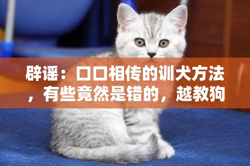 辟謠：口口相傳的訓犬方法，有些竟然是錯的，越教狗越咬人 