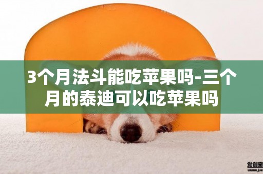 3個月法斗能吃蘋果嗎-三個月的泰迪可以吃蘋果嗎