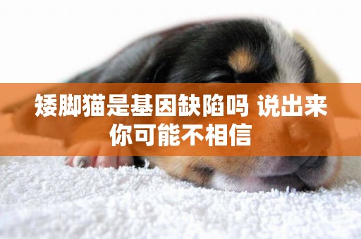 矮腳貓是基因缺陷嗎 說出來你可能不相信