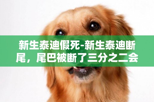 新生泰迪假死-新生泰迪斷尾，尾巴被斷了三分之二會死么？