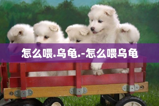 怎么喂.烏龜.-怎么喂烏龜