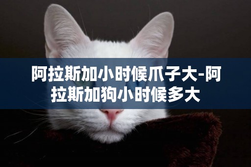 阿拉斯加小時候爪子大-阿拉斯加狗小時候多大