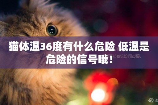 貓體溫36度有什么危險 低溫是危險的信號哦！