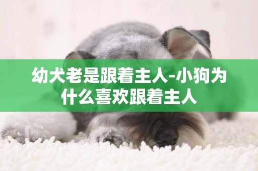 幼犬老是跟著主人-小狗為什么喜歡跟著主人