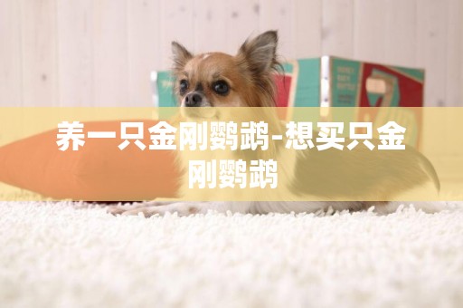 養一只金剛鸚鵡-想買只金剛鸚鵡